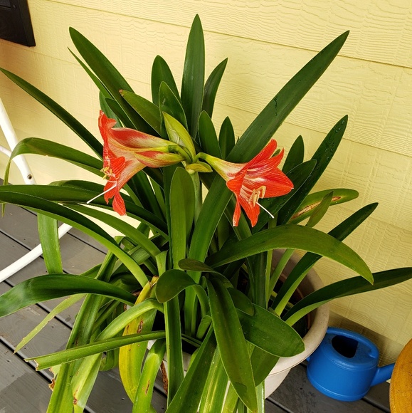 Meet your Posher, Mari - Picture 1 of 1